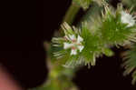 Largefruit blacksnakeroot